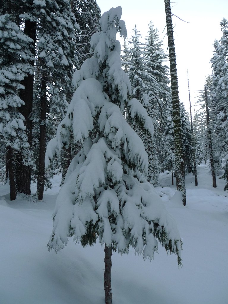 Christmas2010 149.JPG
